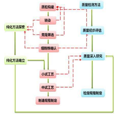 浅谈基于cho系统的蛋白产品研发流程